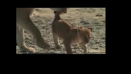African Animal