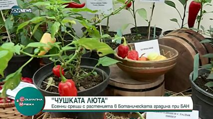 Любопитни растения в Ботаническата градина
