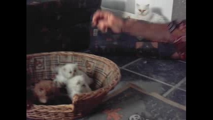 сладки малки котета