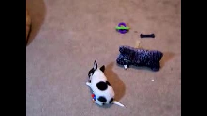 Big Dog Little Dog