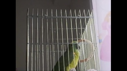 Бебо приказва