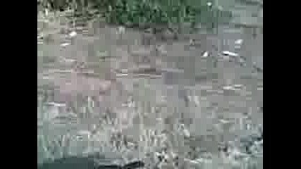 обучение на дратхаар с въдица