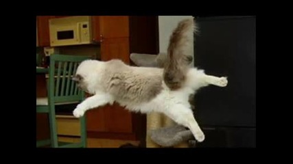 много - смешни снимки