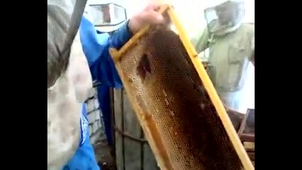 Пчеларство във ...