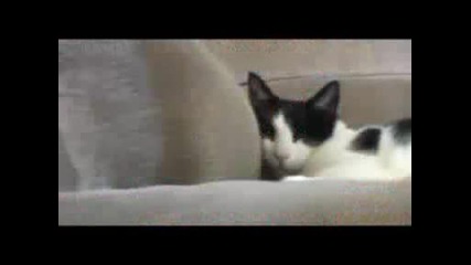 The Nice Kitty Song.