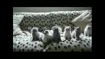 Сладки Котенца Правят Движения В Такт С Музиката ! 