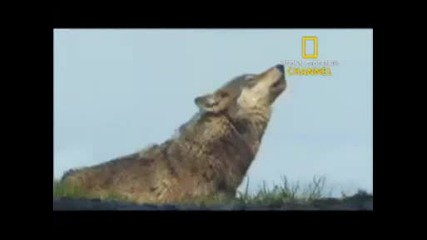 Мъжът Вълк