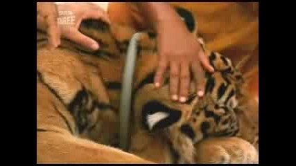 Kickass Miracles - Tiger Petting