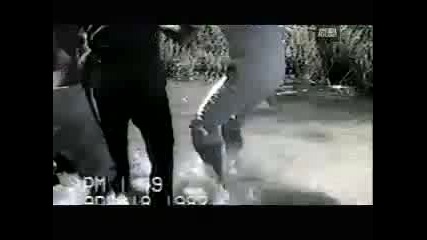 Wtf_ Anaconda Attacks Dog