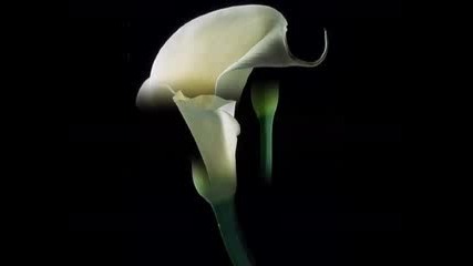 Ernesto Cortazar - The Greatest Miracle of Love 