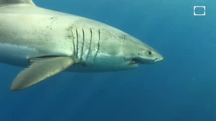 5-те Най-смъртоностни акули