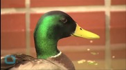 2,000 Geese Fall Dead Mid-Air in Idaho