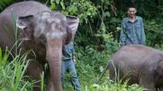 Популацията на азиатски слонове се е удвоила през последните 25 години (ВИДЕО)