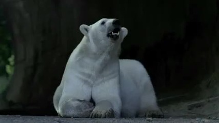 Nissan Leaf™ Polar Bear