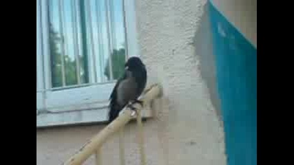spiro s cigara