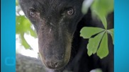 Scared Black Bear Wanders Into Louisiana Town, Just Lookin' for a Friend