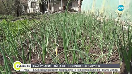 Седмица преди Великден: Кокошки във врачанско село снесоха цветни яйца