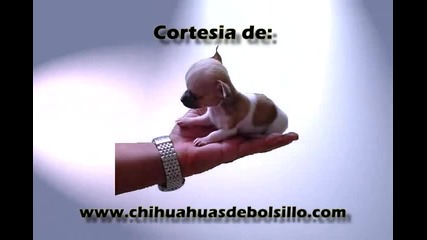 Кученце - бебе / порода - Chihuahua