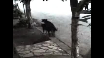 Love Dog