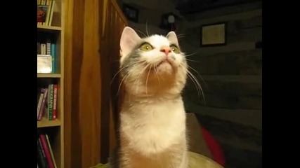 котето Издава Страни Звуци 