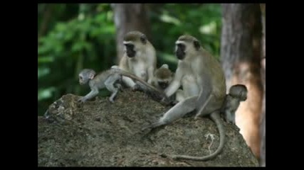 Маймуни