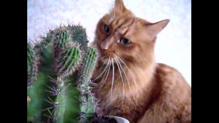 Коте срещу кактус!