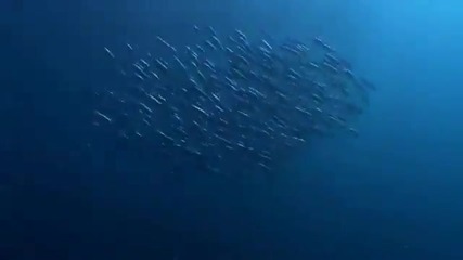 The Wild Ocean d (wonderful Chill Out Music) - Youtube