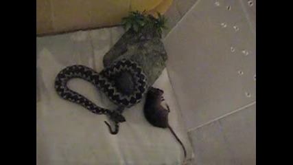 Vipera Ammodytes na Sasho