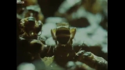 Bees building wax nests - Attenborough - Trials of Life - Bbc 