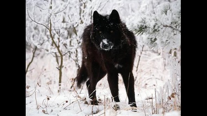Wolf Attack Vol.19