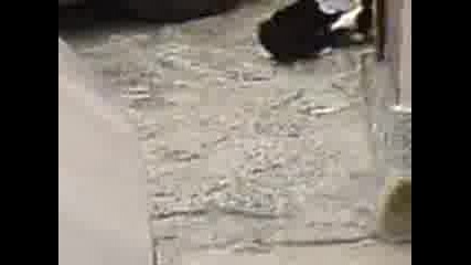 Котки Се...