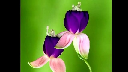 Fiori Per Te