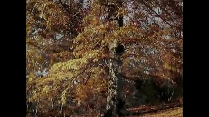 Forest of Shadows - Eternal Autumn