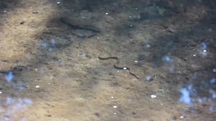 Водна змия се опитва да хване рибки - Панчеревското езеро