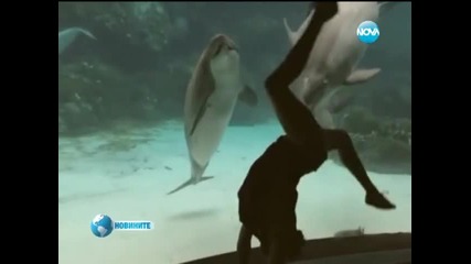 Делфин се смее на представлението на младо момиче