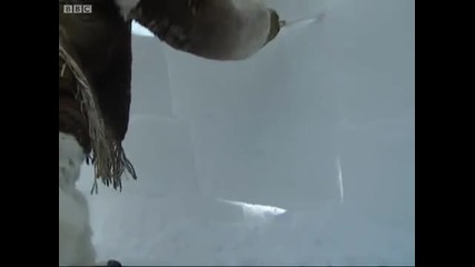 My first igloo - A Boy Among Polar Bears - Bbc 