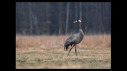 Slavland - Pod Opieka Lasu 