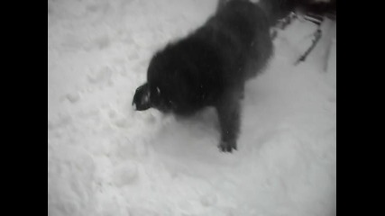Шведско лапландско куче се радва на мартенски сняг ..