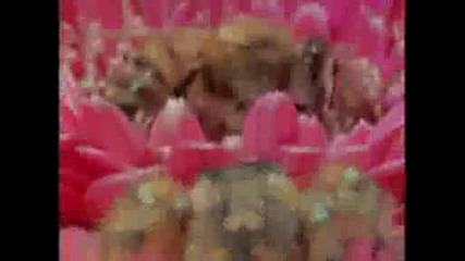 National Geographic - Bee Vs Jumping Spider