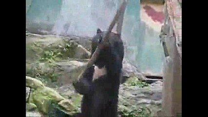 Невероятно!кунг Фу Панда в реалния живот :)