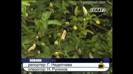 Боб със Сливи - Господари на Ефира 16.06.2010 