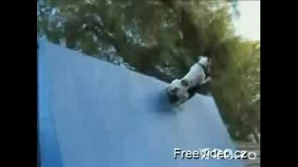 Куче Скейтбордист