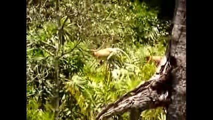 Long Nose Monkey 