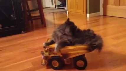 Котка се вози върху камион играчка