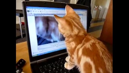 Объркана Котка Гледа Себе Си На Web- Камерата ... Смях!!!