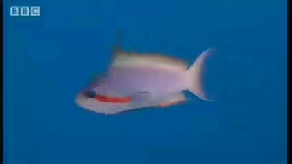 Gender jumping fish! - Battle of the Animal Sexes - Bbc 