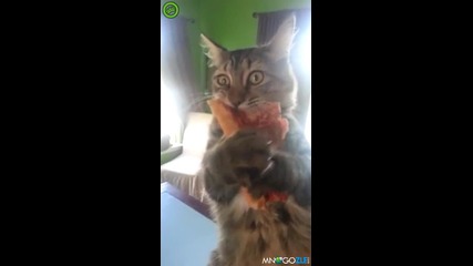 Коте не си дава пицата