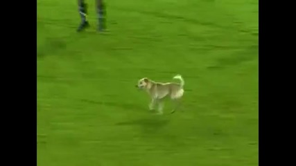 Куче спря мач в Колумбия
