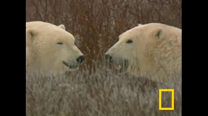 Polar bears 