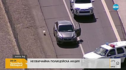 Десетки полицаи гониха две малки кучета по магистрала